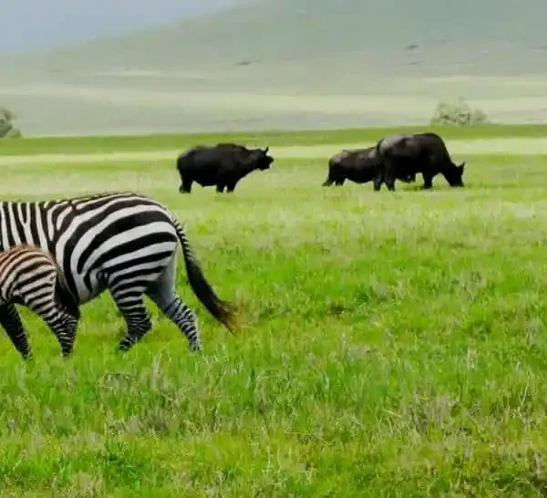 Kenya-Safaris