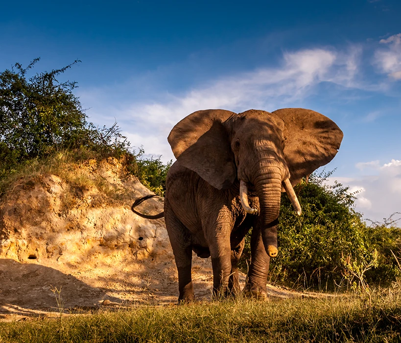 Uganda Safaris and Tours Elephant