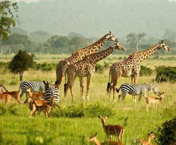 https___blogs-images.forbes.com_adriennejordan_files_2019_07_mu4