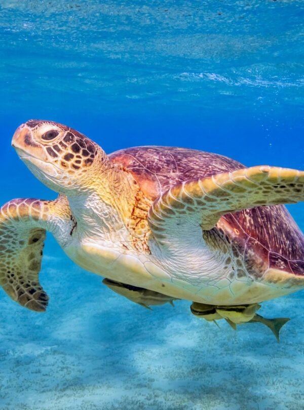 Snorkelling Turtle In Zanzibar